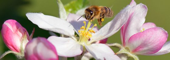 Les sénateurs préfèrent les pesticides aux abeilles
