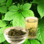 gynostemma pentaphyllum jiaogulan image