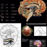 La glande pinéale ce 3ème Oeil d’Horus, que l’on nous empêche d’utiliser…
