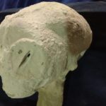 Le Gris de 60 cm retrouvé au Pérou (Nazca) vient d’être radiographié