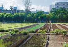 Cuba est devenu le pays numéro un de l’agriculture biologique urbaine !