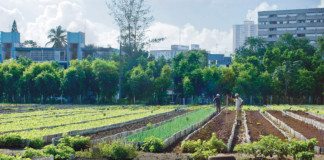 Cuba est devenu le pays numéro un de l’agriculture biologique urbaine !