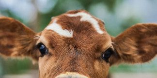 L’Homme et les Animaux