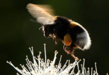 Le bourdon menacé d’extinction par le thiaméthoxame