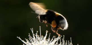 Le bourdon menacé d’extinction par le thiaméthoxame