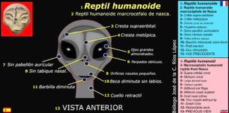 Résultat des premières analyses du Dr José de la Ríos López sur les spécimens à 3 doigts