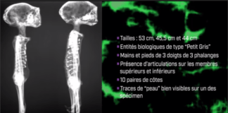 Alien Project : 3 nouveaux “Petits gris”