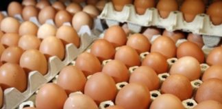 Œufs contaminés : excusez-moi de rire !