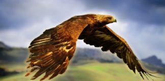 Eclipse solaire, matrice du point zéro, grille de l’aigle d’or