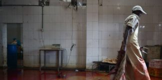 Le trafic des peaux d’ânes : aussi violent que le trafic d’ivoire, et pourtant invisible