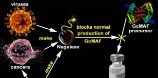 Une enzyme causant le Cancer dans les Vaccins !