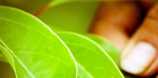 Be Tsara : l‘huile essentielle malgache qui échappe aux multinationales