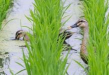 Arles : un riziculteur remplace les pesticides par des canards