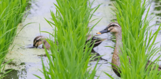 Arles : un riziculteur remplace les pesticides par des canards