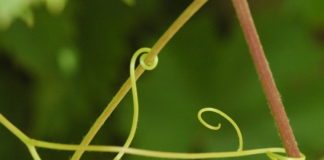 L’intelligence des plantes