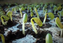 Les Semences Libres et l’association « Kokopelli »