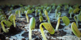 Les Semences Libres et l’association « Kokopelli »