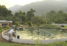 Afrique : des fermes à spiruline pour lutter contre la malnutrition infantile