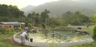 Afrique : des fermes à spiruline pour lutter contre la malnutrition infantile