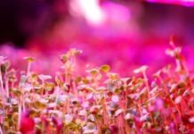 Innover pour que l’agriculture climato-intelligente devienne la « nouvelle norme »