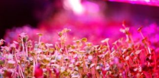 Innover pour que l’agriculture climato-intelligente devienne la « nouvelle norme »