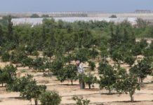 L’armée israélienne pulvérise des pesticides sur la zone tampon avec Gaza : l’agriculture en péril