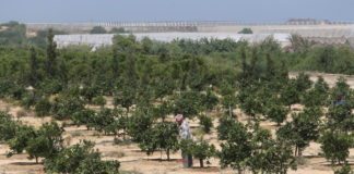 L’armée israélienne pulvérise des pesticides sur la zone tampon avec Gaza : l’agriculture en péril