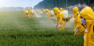 Les 12 salopards, ces fruits et légumes saturés de pesticides…