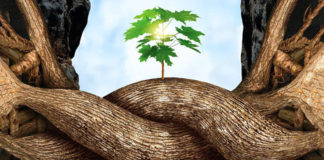 L’intelligence des arbres… Et tout le monde s’en fout !