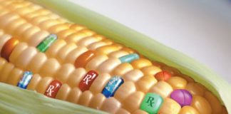 La fusion Bayer-Monsanto: responsabiliser un cartel destructeur de vie