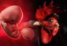 Des scientifiques ont créé un embryon hybride mi-humain mi-poulet