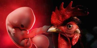 Des scientifiques ont créé un embryon hybride mi-humain mi-poulet