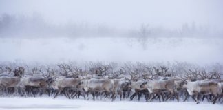 Arctique : Ces rennes tournent en rond et personne ne sait pourquoi (Vidéos)