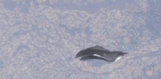 L’Expérience interdite et implant cybernétique de type “Black Knight”. Un besoin d’absolu des créateurs anunnakis et des ethnies associées. Mise à jour: lettre ouverte adressée aux Oummains et ethnies associées