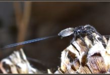 Les araignées peuvent utiliser l’électricité pour s’envoler (Vidéos)