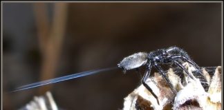 Les araignées peuvent utiliser l’électricité pour s’envoler (Vidéos)