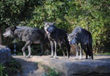 Un premier loup “mutant” de Tchernobyl a quitté la zone d’exclusion