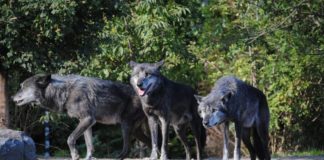 Un premier loup “mutant” de Tchernobyl a quitté la zone d’exclusion