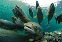 Chili : 690 000 saumons traités aux antibiotiques s’échappent, crainte d’une grave crise environnementale