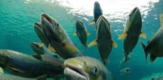 Chili : 690 000 saumons traités aux antibiotiques s’échappent, crainte d’une grave crise environnementale