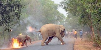 En Inde, les violences contre les éléphants se multiplient