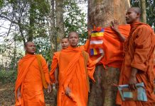 Thaïlande : des arbres ordonnés moines pour les protéger de la déforestation