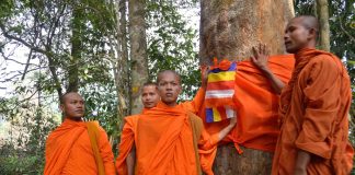 Thaïlande : des arbres ordonnés moines pour les protéger de la déforestation