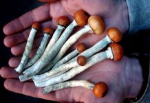 Le Pouvoir de Guérison de la Psilocybine