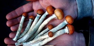 Le Pouvoir de Guérison de la Psilocybine