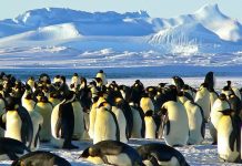 Antarctique : Des centaines de manchots retrouvés momifiés