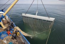 Scandale au Parlement européen. La pèche électrique en petit comité…