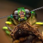 insecte 1