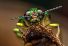 Des insectes OGM pour transporter des virus