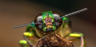 Des insectes OGM pour transporter des virus